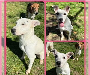 Mutt Dogs for adoption in Woodbury, NY, USA