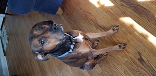 Boxer Dogs for adoption in Forest, VA, USA