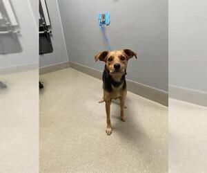 Mutt Dogs for adoption in Las Vegas, NV, USA