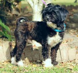 Medium Photo #1 Maltese-Unknown Mix Puppy For Sale in Columbia, TN, USA