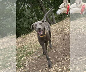 Unknown-Weimaraner Mix Dogs for adoption in Salt Lake City, UT, USA