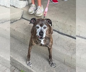 Boxer-Unknown Mix Dogs for adoption in Germantown, OH, USA