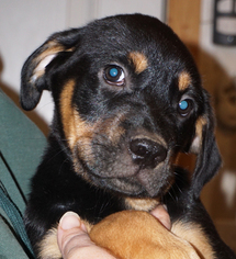 Boxador Dogs for adoption in Garner, NC, USA