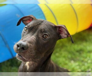American Pit Bull Terrier Dogs for adoption in Tulsa, OK, USA
