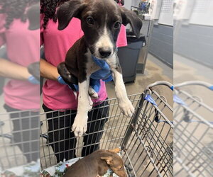 Labrador Retriever-Unknown Mix Dogs for adoption in Tallahassee, FL, USA