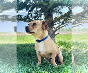 Dachshund-Unknown Mix Dogs for adoption in Estherville, IA, USA
