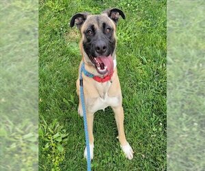 Small American Pit Bull Terrier-German Shepherd Dog Mix