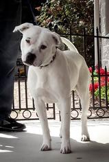 Shiba Inu Dogs for adoption in Camarillo, CA, USA