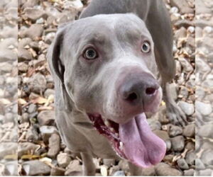 Mutt Dogs for adoption in Canton, CT, USA