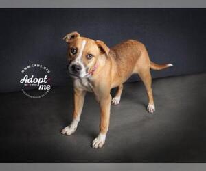 Boxador Dogs for adoption in Salt Lake City, UT, USA