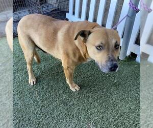 American Pit Bull Terrier-Unknown Mix Dogs for adoption in Modesto, CA, USA