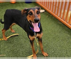 Doberman Pinscher-Unknown Mix Dogs for adoption in Las Vegas, NV, USA