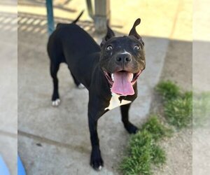 American Staffordshire Terrier-Unknown Mix Dogs for adoption in Modesto, CA, USA