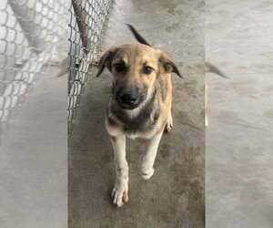 Anatolian Shepherd-German Shepherd Dog Mix Dogs for adoption in Pryor, OK, USA