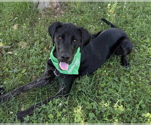 Golden Retriever-Unknown Mix Dogs for adoption in Warrenton, VA, USA