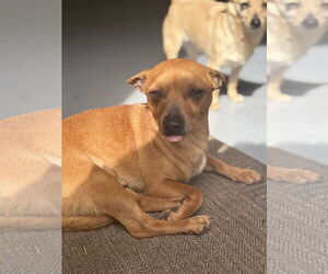 Chihuahua-Unknown Mix Dogs for adoption in Chico, CA, USA