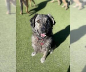 Australian Shepherd Dogs for adoption in Nashville, TN, USA