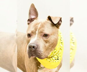American Pit Bull Terrier-Unknown Mix Dogs for adoption in Sanford, FL, USA