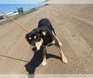 Shollie Dogs for adoption in Buffalo, MN, USA