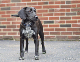 Beagle Dogs for adoption in Shamokin, PA, USA