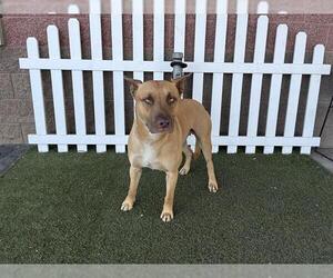 Mutt Dogs for adoption in Modesto, CA, USA