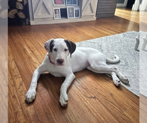 Labrador Retriever-Unknown Mix Dogs for adoption in Brewster, NY, USA