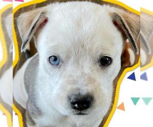 American Bulldog Dogs for adoption in Austin, TX, USA