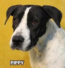 pointer pit german shorthaired terrier bull mix dog mixed adoption american puppyfinder pippy puppy springs village dogs