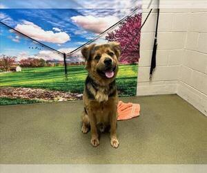 German Shepherd Dog-Unknown Mix Dogs for adoption in Moreno Valley, CA, USA