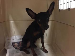 Miniature Pinscher Dogs for adoption in Hanford, CA, USA