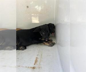 German Shepherd Dog-Unknown Mix Dogs for adoption in Houston, TX, USA