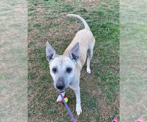 Mutt Dogs for adoption in Derwood, MD, USA