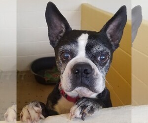 Boston Terrier Dogs for adoption in Canon City, CO, USA
