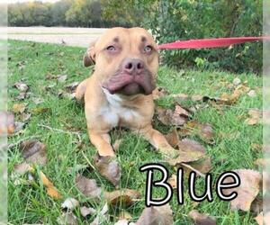 American Pit Bull Terrier Dogs for adoption in Tremont, IL, USA