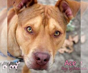 Staffordshire Bull Terrier-Unknown Mix Dogs for adoption in Kansas City, MO, USA