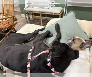 Labrador Retriever Dogs for adoption in Bellevue, WA, USA