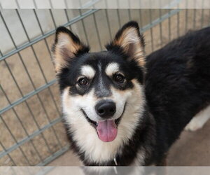 Gerberian Shepsky Dogs for adoption in Martinez, CA, USA