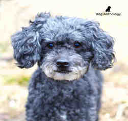 Poodle (Miniature) Dogs for adoption in Peoria, IL, USA