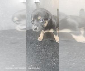 Mutt Dogs for adoption in San Antonio, TX, USA