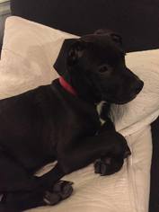 Mastador Dogs for adoption in Hudson, CO, USA