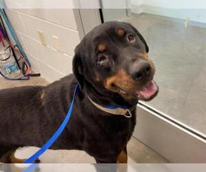 Rottweiler Dogs for adoption in Tavares, FL, USA