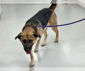 Golden Shepherd Dogs for adoption in Ocala, FL, USA