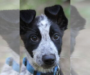 Mutt Dogs for adoption in Paso Robles, CA, USA