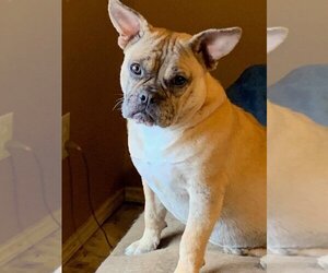 French Bulldog-Unknown Mix Dogs for adoption in Polson, MT, USA