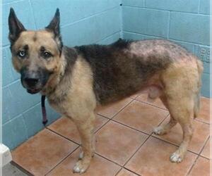 German Shepherd Dog Dogs for adoption in Downey, CA, USA