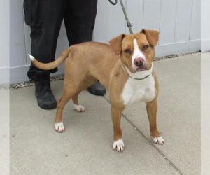 American Staffordshire Terrier-Unknown Mix Dogs for adoption in Louisville, KY, USA