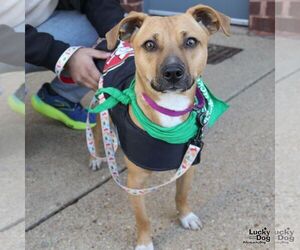 Beagle-Unknown Mix Dogs for adoption in Washington, DC, USA