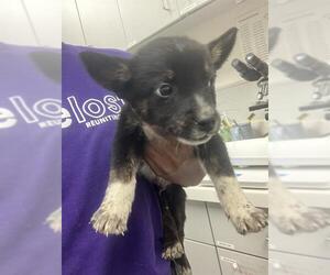 Mutt Dogs for adoption in Rosenberg, TX, USA