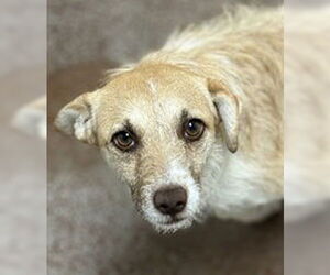 Mutt Dogs for adoption in Salinas, CA, USA