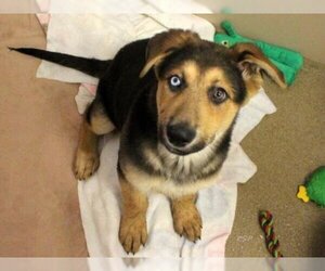 German Shepherd Dog-Siberian Husky Mix Dogs for adoption in Fort Wayne, IN, USA